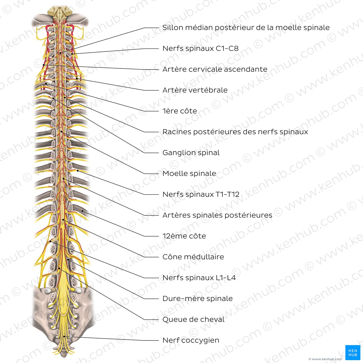 Spinal cord(diagram)