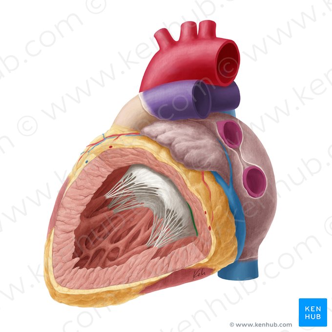 Basal zone of left atrioventricular valve (Zona basalis valvae atrioventricularis sinistrae); Image: Yousun Koh