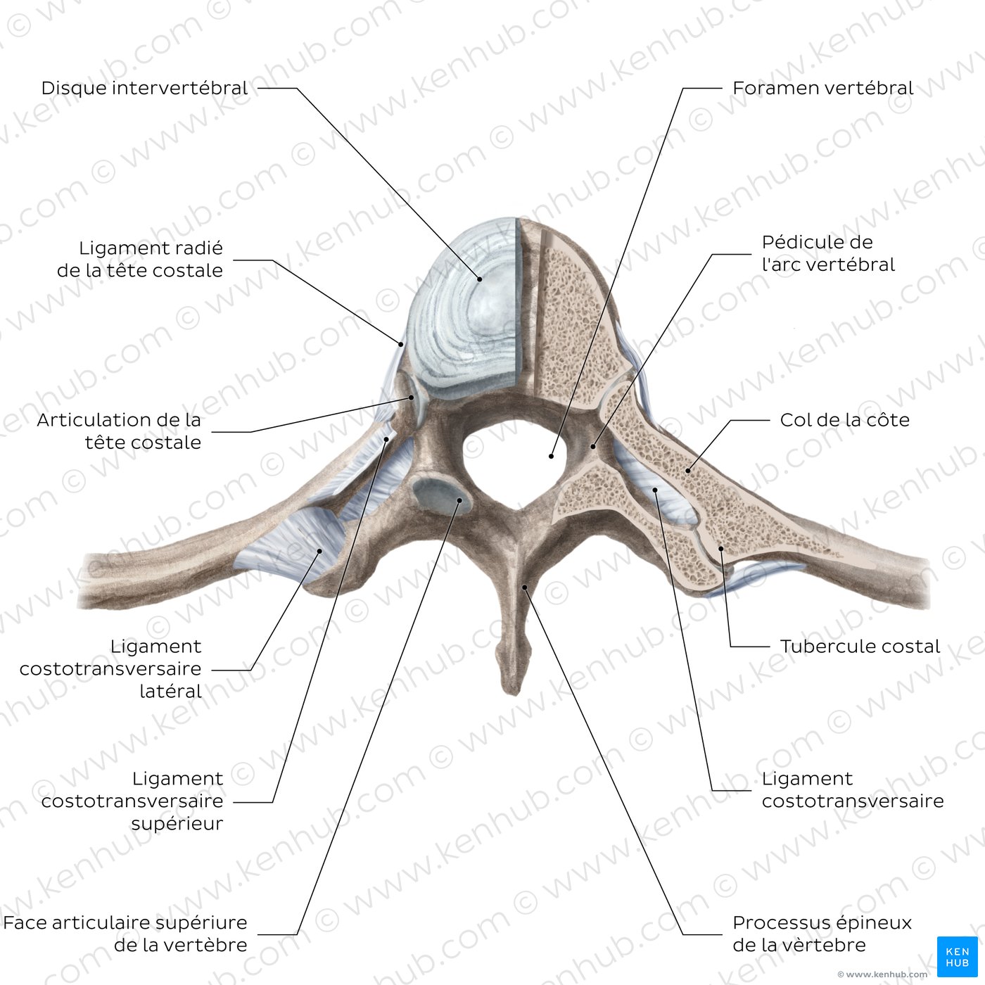 Costovertebral joints (transverse section)
