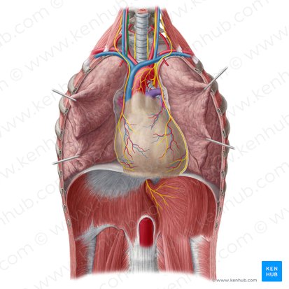 Right vagus nerve (Nervus vagus dexter); Image: Yousun Koh