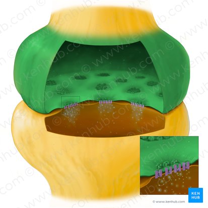 Presynaptic region (Regio presynaptica); Image: Tal Bavli Ziv