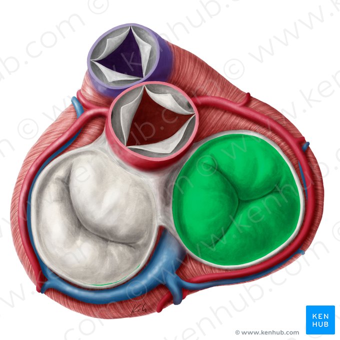 Right atrioventricular valve (Valva atrioventricularis dextra); Image: Yousun Koh