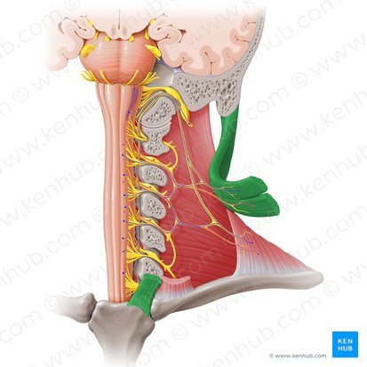 Musculus sternocleidomastoideus (Kopfwender); Bild: Paul Kim