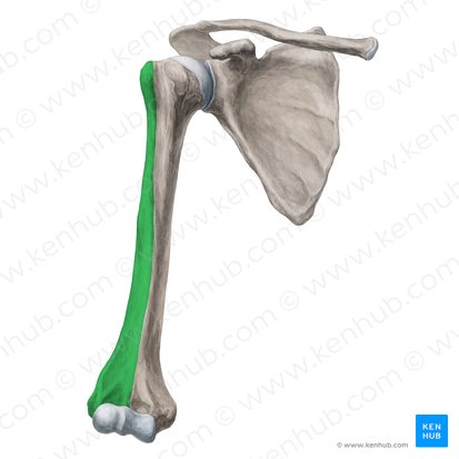 Anterolateral surface of humerus (Facies anterolateralis humeri); Image: Yousun Koh
