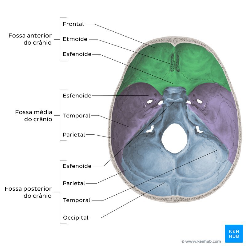 Fossas cranianas (vista superior)