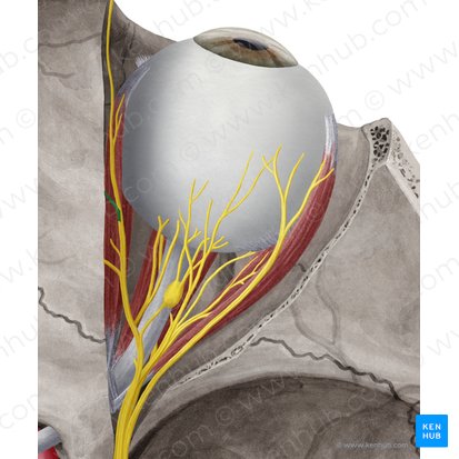 Nervio etmoidal anterior (Nervus ethmoidalis anterior); Imagen: Yousun Koh