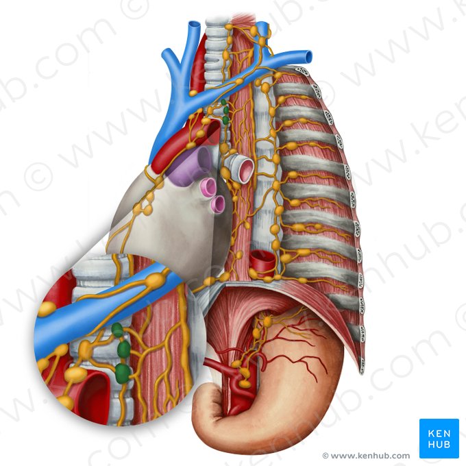 Paratracheal lymph nodes (Nodi lymphoidei paratracheales); Image: Irina Münstermann
