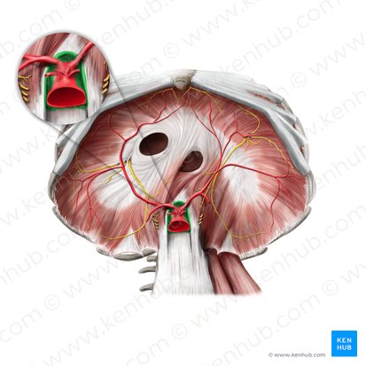 Hiatus aorticus (Aortenschlitz); Bild: Stephan Winkler
