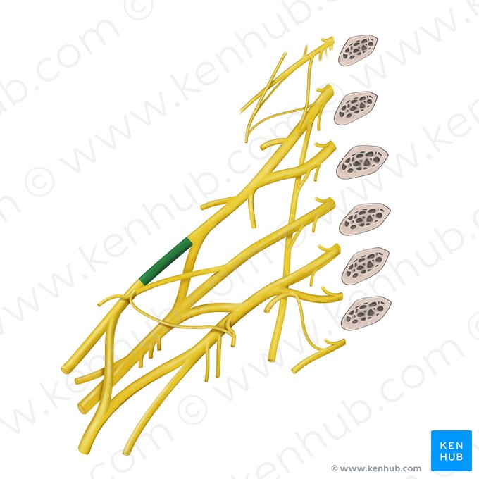 Anterior division of superior trunk of brachial plexus (Divisio anterior trunci superior plexus brachialis); Image: Begoña Rodriguez