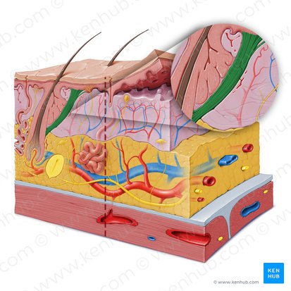 Arrector muscle of hair (Musculus arrector pili); Image: Paul Kim