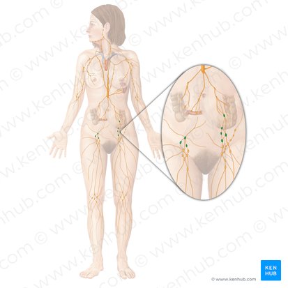 Iliac lymph nodes (Nodi lymphoidei iliaci); Image: Begoña Rodriguez