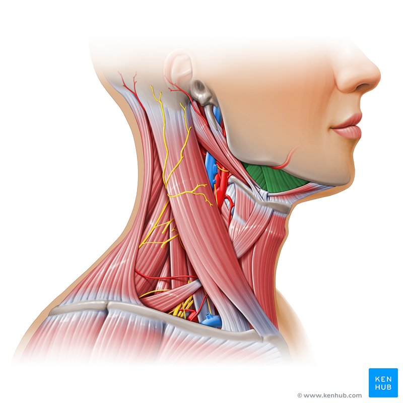 Submandibular triangle