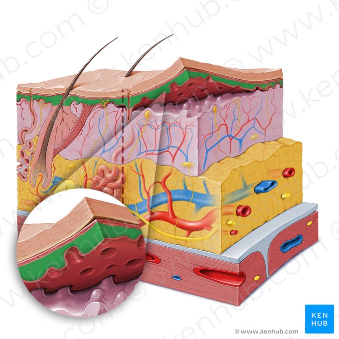 Camada espinhosa da epiderme (Stratum spinosum epidermis); Imagem: Paul Kim