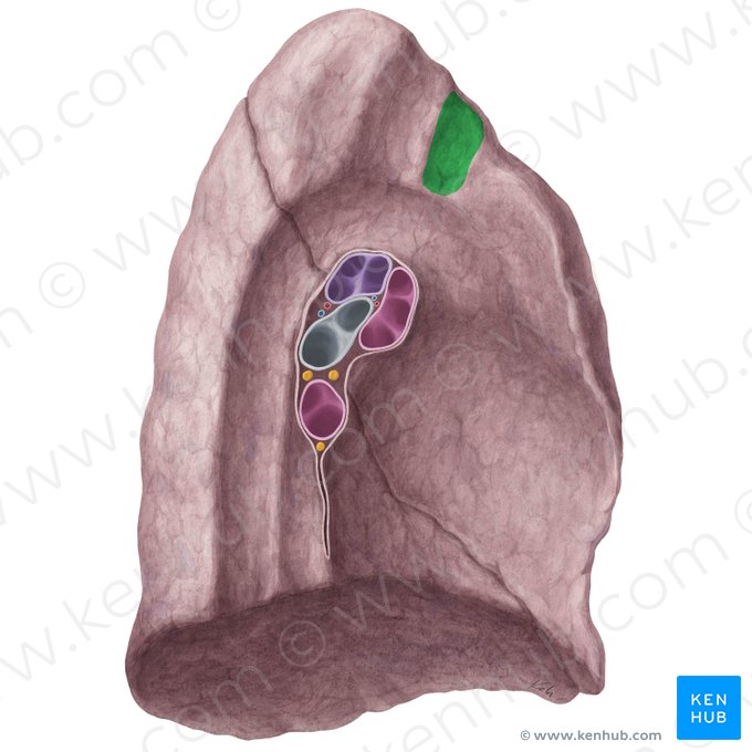Impressio venae brachiocephalicae sinistrae pulmonis sinistri (Abdruck der linken Oberarm-Kopf-Vene der linken Lunge); Bild: Yousun Koh