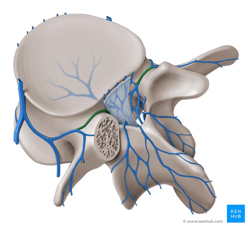 Intervertebral veins