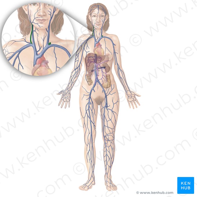External jugular vein (Vena jugularis externa); Image: Begoña Rodriguez