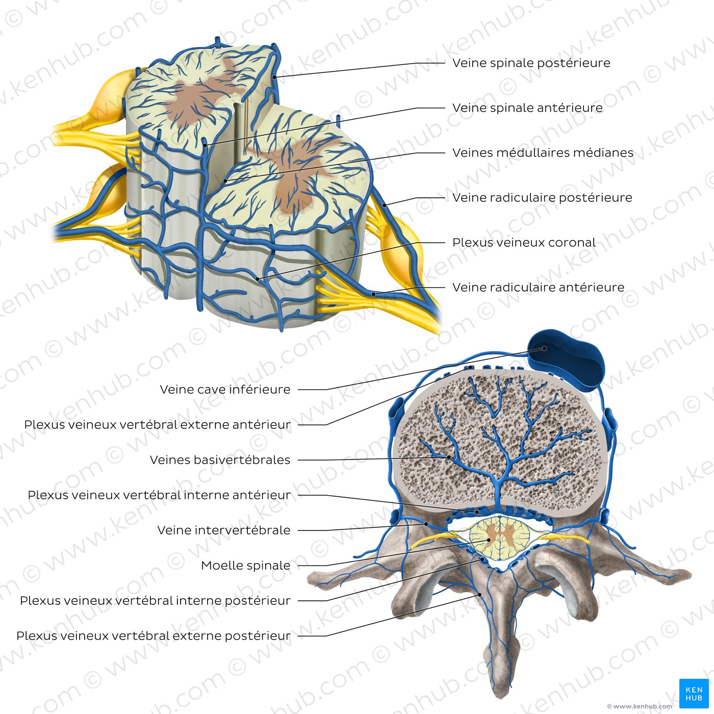 Veins of the spinal cord