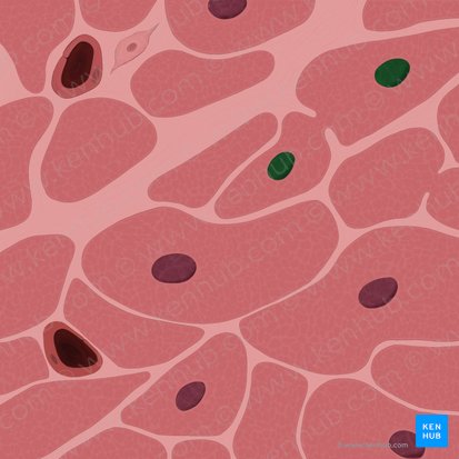 Cardiac muscle cell nuclei (Nuclei cardiomyocytorum); Image: Tal Bavli Ziv
