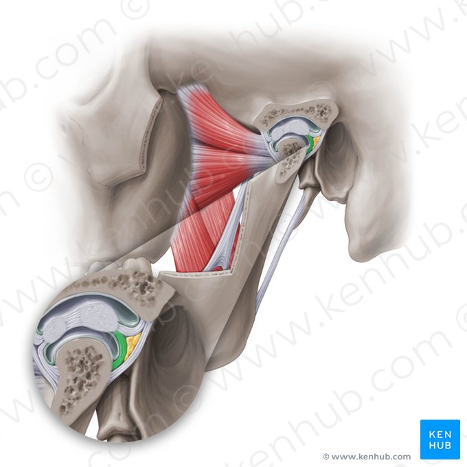 Lame rétrodiscale inférieure (Insertio mandibularis posterior discus articularis); Image : Paul Kim